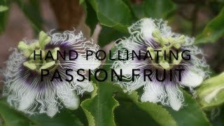 How to Hand Pollinating Passion Fruit Vine  Maracuya [upl. by Tadeas]