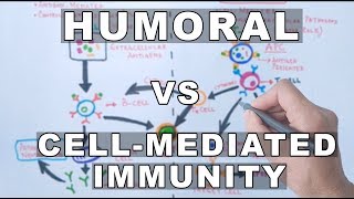 Humoral and Cell Mediated Immunity [upl. by Esiahc]