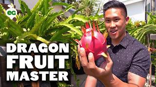 Secret Dragon Fruit Care Tips From a Master Dragon Fruit Grower [upl. by Candie]