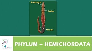 PHYLUM – HEMICHORDATA [upl. by Mihcaoj]