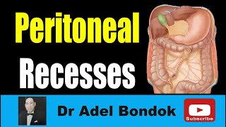 Peritoneal Recesses Dr Adel Bondok Making Anatomy Easy [upl. by Adnoraj171]