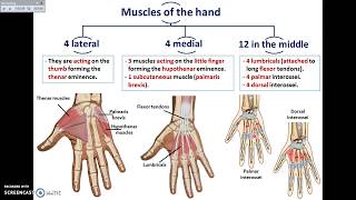 Overview of UL 13  Muscles of the Hand  Dr Ahmed Farid [upl. by Rennerb646]