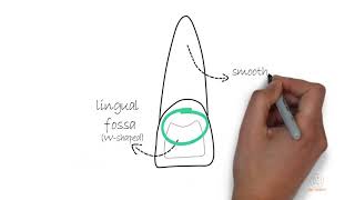 Permanent Maxillary Central Incisor [upl. by Ennovyhs511]