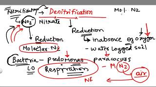 Denitrification 5 stage of Nitrogen Cycle [upl. by Melisenda]