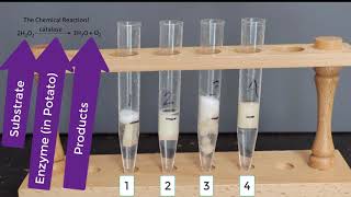 Enzyme Potato Experiment [upl. by Zoarah319]