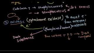 Catalase and oxidase tests [upl. by Mehalick]