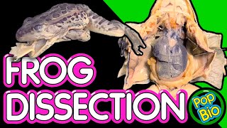 Frog Dissection Anatomy and Function [upl. by Lleryt]