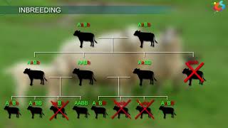 Selection Methods for Honey Bee Breeding [upl. by Einalam]