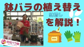 【バラ】鉢バラの植え替え（鉢増し）を村上敏が解説。 [upl. by Vyner934]