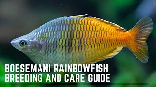 How to Successfully Keep and Breed Boesemani Rainbowfish  Melanotaenia Boesemani Care Guide [upl. by Brittany]