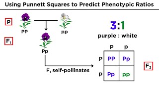 Mendelian Genetics and Punnett Squares [upl. by Lyudmila432]