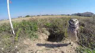 A Few Minutes with the Burrowing Owls [upl. by Nylatsirk]