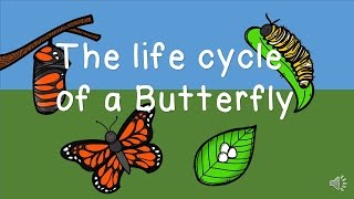 The Life Cycle of a Butterfly [upl. by Zachary]