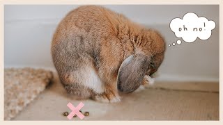 THE Rabbit Potty Training Video [upl. by Trevah]