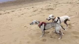 Awesome Three Legged Dog Greyhound Lurcher Racing On A Beach [upl. by Ordnael]