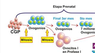 Línea cronológica de la OVOGENESIS [upl. by Concoff376]