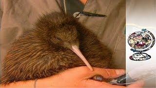 Kiwi Bird Fascinating Facts [upl. by Hsemar]