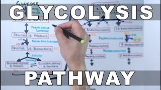 Glycolysis Pathway [upl. by Dickman688]