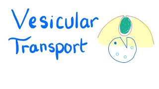 Vesicular Transport  Endocytosis and Exocytosis  Cell Physiology [upl. by Drauode]