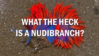 What is a Nudibranch [upl. by Natsirhc384]