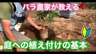 バラ 庭への植え付け基本方法 [upl. by Dusen]