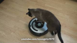 Cat shows HOW TO use iRobot Roomba Vacuum [upl. by Ajim]