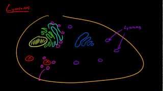 Biology Lecture  24  Lysosome [upl. by Raff983]