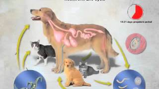 BayerPet Canine Hookworm Life Cycle [upl. by Grobe]