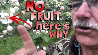 4 Reasons Why Your Fruit Tree is Not Producing Fruit [upl. by Flessel]