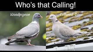 Identifying Woodpigeon and Collared Dove Songs [upl. by Enrak175]