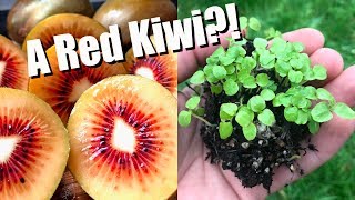 Tasting and Growing RED KIWIFRUIT From Seed [upl. by Yehus]