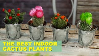 8 Best Cactus Varieties to Grow Indoors [upl. by Kelila]