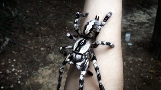 Tarantula Jumps from Arm Poecilotheria regalis [upl. by Ahsaten]