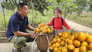 Harvesting Lekima Fruit goes to the market sellCooking pig food taking care of farm animals [upl. by Doak168]