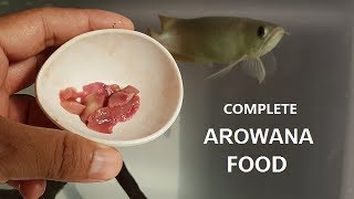 Best Foods for Arowana Fish  I feed my arowana [upl. by Mcguire732]