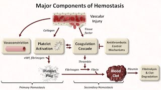 Hemostasis Lesson 1  An Introduction [upl. by Faustina]