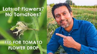 5 Reasons WHY Your Tomatoes are Not Producing and Dropping Flowers [upl. by Levitan114]