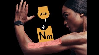 Nicotinic cholinergic receptors [upl. by Kearney]