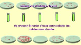 cause of mutations Luria amp Delbruck experiment [upl. by Demaria]