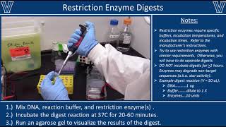 Restriction Enzyme Digests [upl. by Philender]