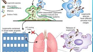 Legionella pneumophila [upl. by Marysa354]