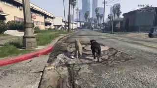 Pelea de Perros PEYOTES  Gta V  4 [upl. by Daphie]