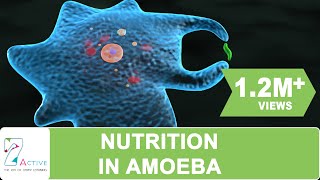 NUTRITION IN AMOEBA [upl. by Harleigh889]