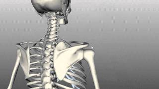 Scapula and Clavicle  Shoulder Girdle  Anatomy Tutorial [upl. by Atiroc]