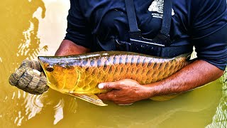 SECRET ASIAN AROWANA BREEDING FARM IN SINGAPORE Complete Arowana Harvesting Documentary [upl. by Karlyn]