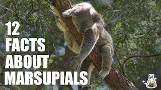 12 Interesting Facts About Marsupials [upl. by Nasho]