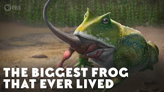 The Biggest Frog that Ever Lived [upl. by Lotsirhc142]