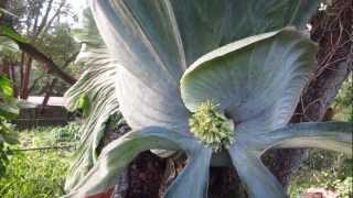 Worlds Largest Staghorn Fern [upl. by Muraida971]