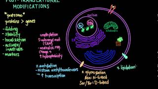 Post Translational Modifications [upl. by Akemat]