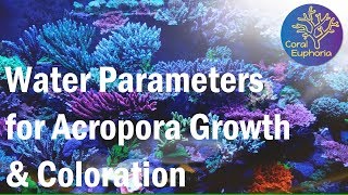 Reef Tank Parameters for Good SPS Growth amp Color [upl. by Lebaron571]